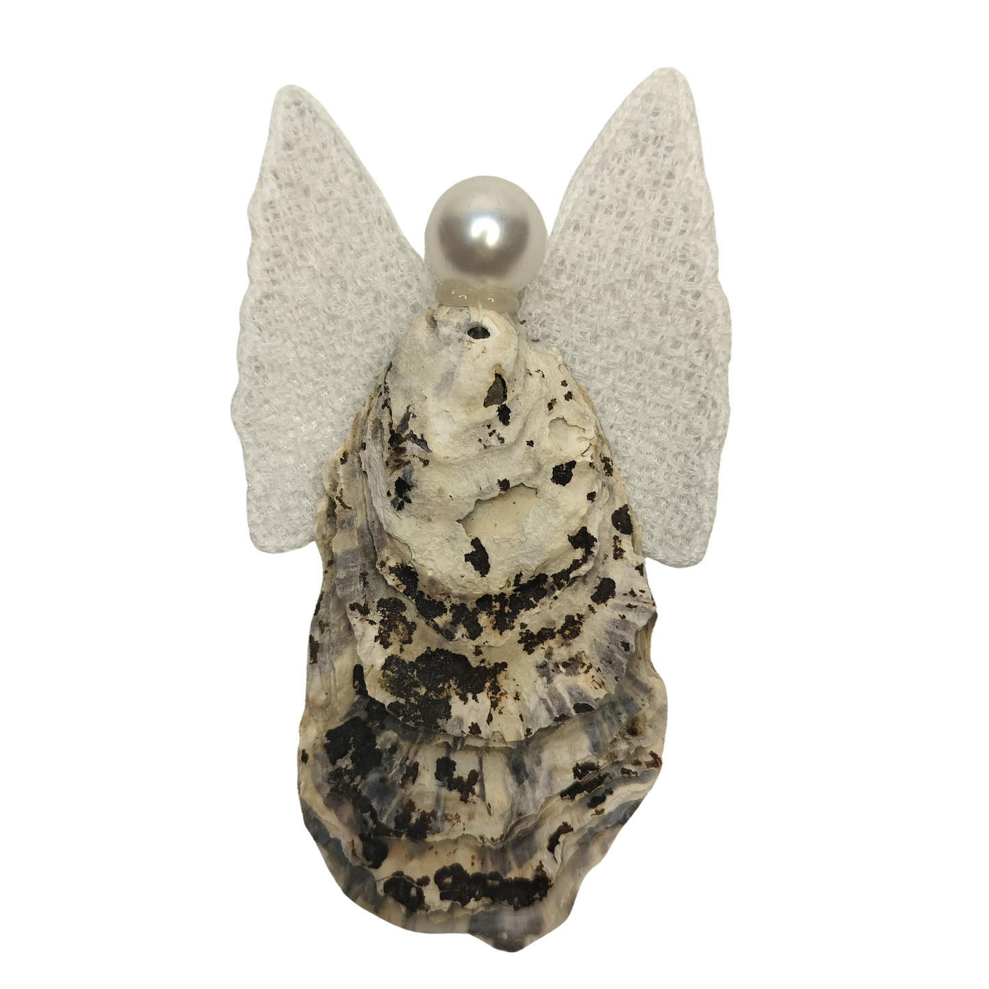 Engle af østersskaller, flere designs